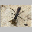 Anoplius infuscatus - Weswespe w008b 12mm mit Spinne - Sandgrube Niedringhaussee det.jpg